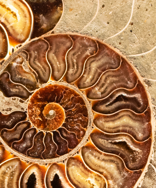 Fossils
