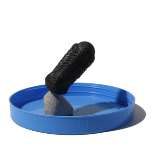 Trilobite Fossil on Stone Stand - U#14 - 2 1/4"    from Stonebridge Imports
