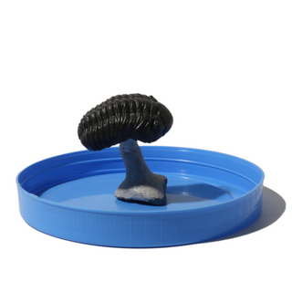 Trilobite Fossil on Stone Stand - U#16 - 3/4"    from Stonebridge Imports