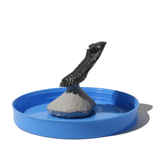 Trilobite Fossil on Stone Stand - U#17 - 2 1/4"    from Stonebridge Imports