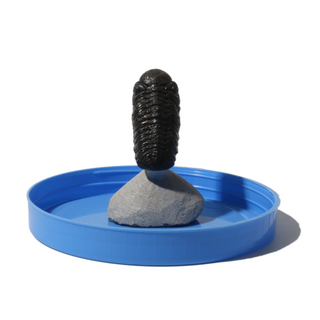 Trilobite Fossil on Stone Stand - U#19 - 2"    from Stonebridge Imports