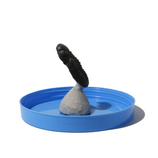 Trilobite Fossil on Stone Stand - U#19 - 2"    from Stonebridge Imports