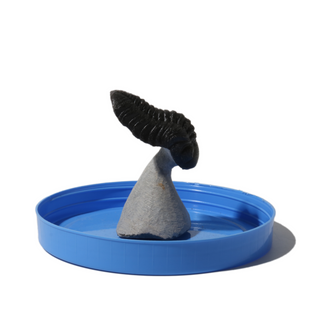 Trilobite Fossil on Stone Stand - U#20 - 2"    from Stonebridge Imports