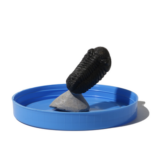 Trilobite Fossil on Stone Stand - U#21 - 2"    from Stonebridge Imports