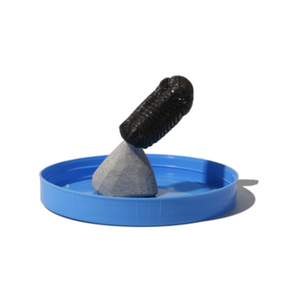 Trilobite Fossil on Stone Stand - U#27 - 1"    from Stonebridge Imports