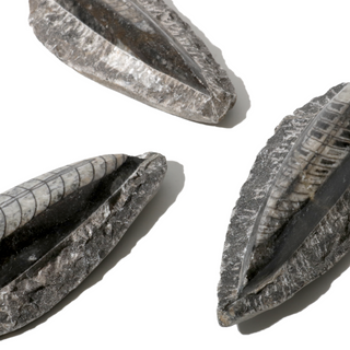 Orthoceras on Matrix Fossil - Pack of 3 - 2 3/4" from The Rock Space