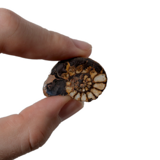 Ammonite Fossil Pair - 1"    from Stonebridge Imports