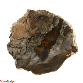 Petrified Wood Slices #3 - 100g to 200g    from Stonebridge Imports
