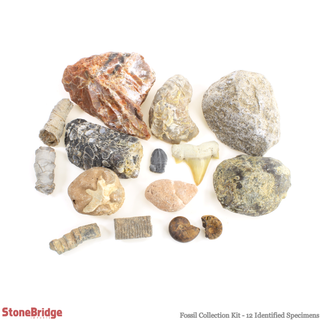Fossil Collection Kit - 12 Identified Specimens    from Stonebridge Imports