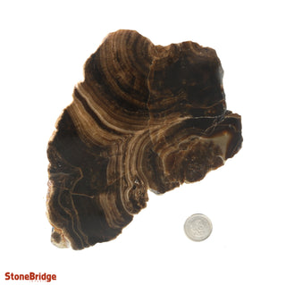 Calcite Chocolate Slice #4    from Stonebridge Imports