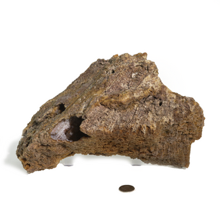 Brown Coral Fossil Geode U#2 - 9" x 4" from Stonebridge Imports