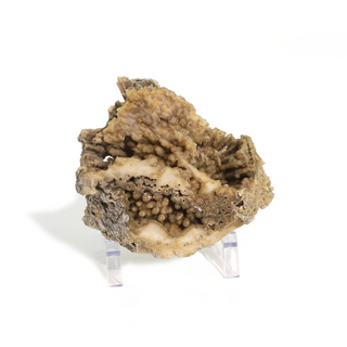 Brown Coral Fossil Geode U#5    from Stonebridge Imports