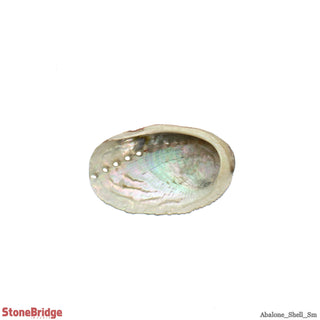Abalone Shell Small - 3" to 4" from The Rock Space