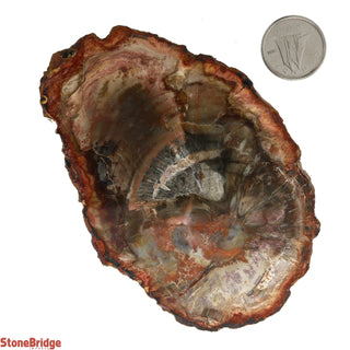 Petrified Wood Slices #3 - 100g to 200g    from Stonebridge Imports