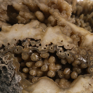Brown Coral Fossil Geode U#5    from Stonebridge Imports