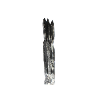 Orthoceras Tower Fossil U#5 - 25"    from Stonebridge Imports