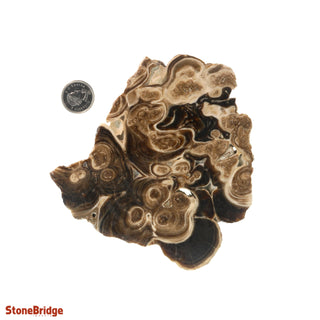 Calcite Chocolate Slice #4    from Stonebridge Imports