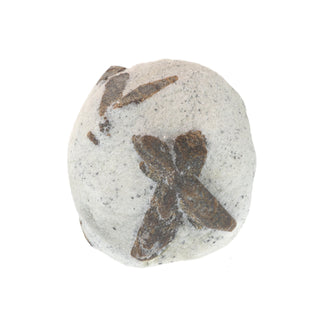 Staurolite On Matrix from The Rock Space