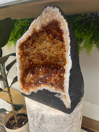 Citrine Cathedral Unique #83 - 15.78kg - 13" from The Rock Space