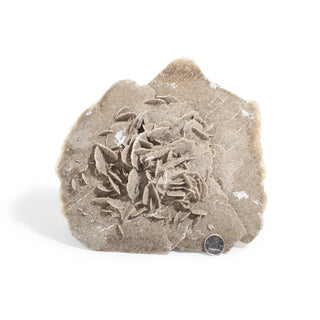 Elephant Ear Selenite Cluster