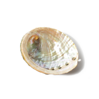 Abalone Shell Small - 3" to 4"