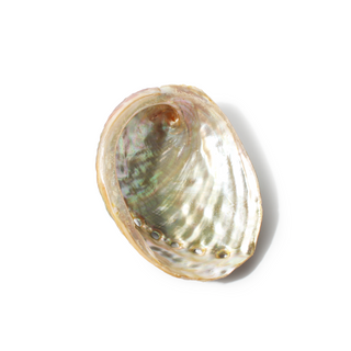 Abalone Shell Small - 3" to 4"