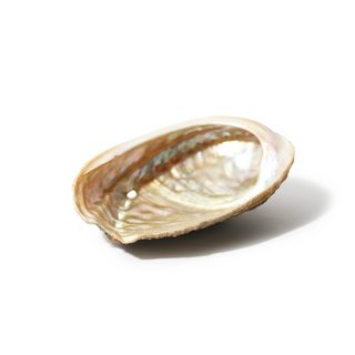 Abalone Shell Small - 3" to 4"