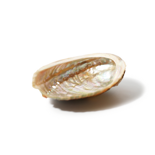 Abalone Shell Small - 3" to 4"