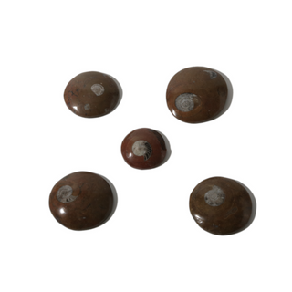 Brown Ammonite Button Fossil (Large) - Pack of 5 - 2 3/4" from The Rock Space