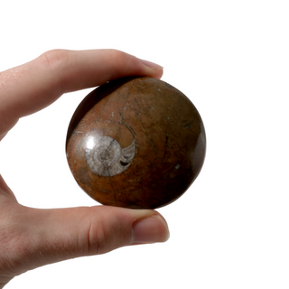 Brown Ammonite Button Fossil (Large) - Pack of 5 - 2 3/4" from The Rock Space