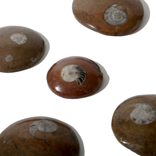 Brown Ammonite Button Fossil (Large) - Pack of 5 - 2 3/4"    from The Rock Space