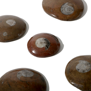 Brown Ammonite Button Fossil (Large) - Pack of 5 - 2 3/4" from The Rock Space