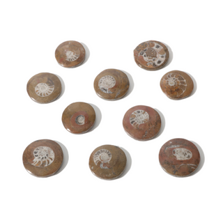 Brown Ammonite Button Fossil (Small) - Pack of 10 - 1 1/4"    from The Rock Space