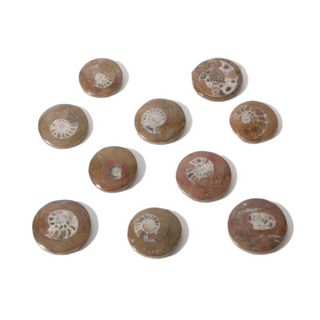 Brown Ammonite Button Fossil (Small) - Pack of 10 - 1 1/4" from The Rock Space