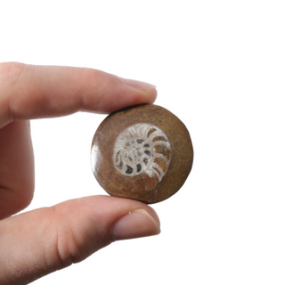 Brown Ammonite Button Fossil (Small) - Pack of 10 - 1 1/4"    from The Rock Space