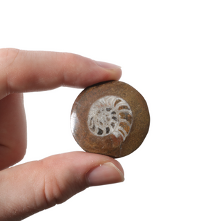 Brown Ammonite Button Fossil (Small) - Pack of 10 - 1 1/4" from The Rock Space