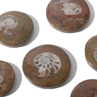 Brown Ammonite Button Fossil (Small) - Pack of 10 - 1 1/4"    from The Rock Space