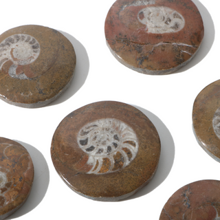 Brown Ammonite Button Fossil (Small) - Pack of 10 - 1 1/4" from The Rock Space