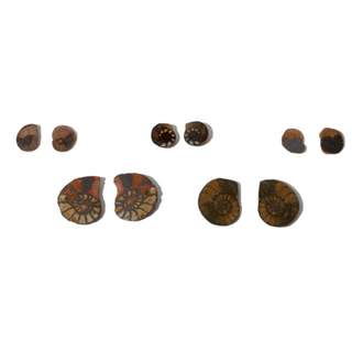 Ammonite Fossil Pairs - Pack of 5 - 1 1/2"    from The Rock Space