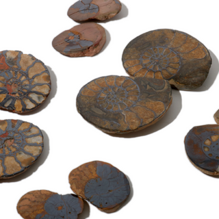 Ammonite Fossil Pairs - Pack of 5 - 1 1/2"    from The Rock Space