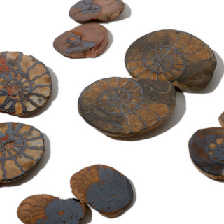 Ammonite Fossil Pairs - Pack of 5 - 1 1/2" from The Rock Space