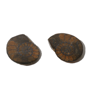Ammonite Fossil Pairs - Pack of 5 - 1 1/2" from The Rock Space