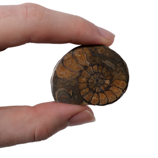 Ammonite Fossil Pairs - Pack of 5 - 1 1/2"    from The Rock Space