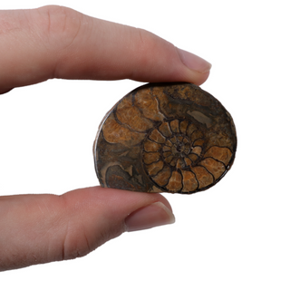 Ammonite Fossil Pairs - Pack of 5 - 1 1/2" from The Rock Space