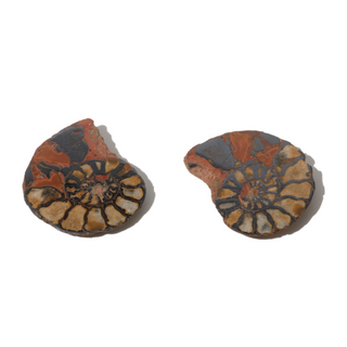 Ammonite Fossil Pairs - Pack of 5 - 1 1/2"    from The Rock Space