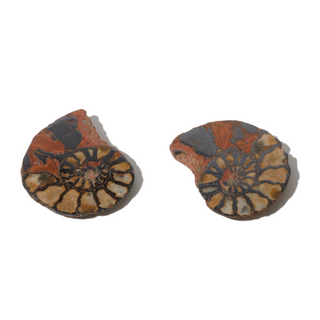 Ammonite Fossil Pairs - Pack of 5 - 1 1/2" from The Rock Space
