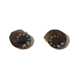 Ammonite Fossil Pairs - Pack of 5 - 1 1/2" from The Rock Space