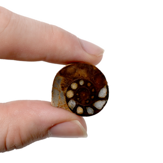 Ammonite Fossil Pairs - Pack of 5 - 1 1/2" from The Rock Space