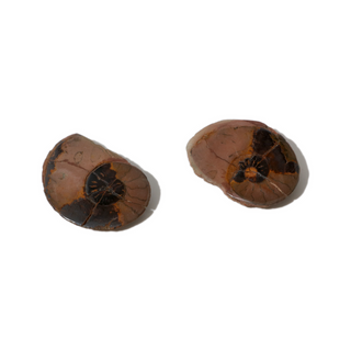 Ammonite Fossil Pairs - Pack of 5 - 1 1/2" from The Rock Space
