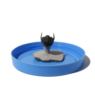Trilobite Fossil on Stone Stand - U#02 - 1" from The Rock Space